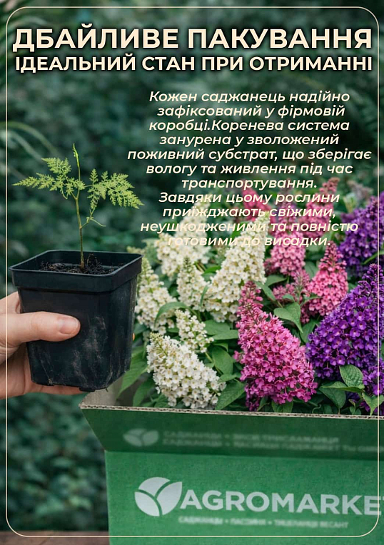 Буддлея Давида "White Profusion"