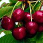 Вишня "Чудо вишня" (Черевишня) гибрид черешня+вишня (летний сорт, ранний срок созревания)