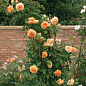 Роза плетистая англійська "Ginger Syllabub" (саджанець класу АА +) вищий сорт