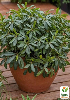 Лавр Австралійський "Pittosporum Tobira" (вічнозелений, високі декоративні якості)6