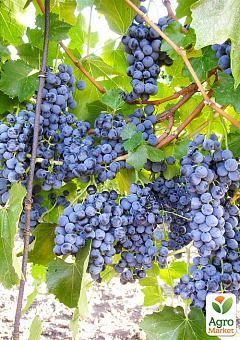 Виноград "Веста" (дуже ранній винний сорт)1