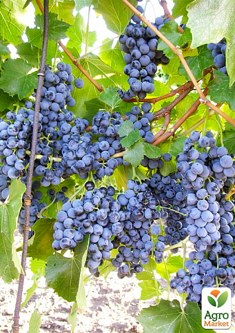 Виноград "Веста" (дуже ранній винний сорт)