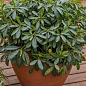 Лавр Австралийский "Pittosporum Tobira" (вечнозеленый, высокие декоративные качества) цена