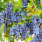 Виноград "Веста" (дуже ранній винний сорт)