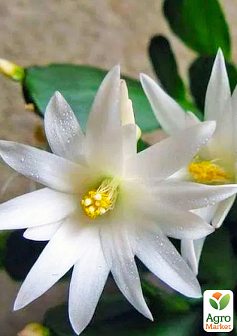 Шлюмбергера "Album" (Декабрист, різдвяник, зигокактус) - фото 7