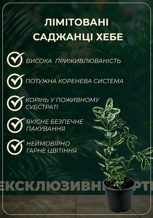 LMTD Хебе "Hebepetita White" висота 20-25см