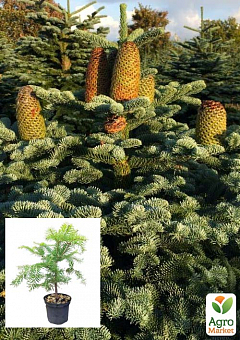 Пихта Маньчжурская 4х летняя (Abies holophylla) высота 30-40 см1