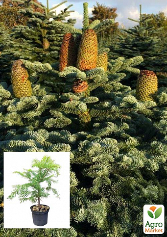 Пихта Маньчжурская 4х летняя (Abies holophylla) высота 30-40 см