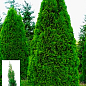 Туя западная "Smaragd" (Thuja occidentalis Smaragd) С2, высота 30-40 см