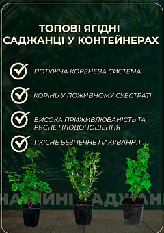 Эксклюзив! Малиновое дерево "Королевская власть" укорененное в контейнере5