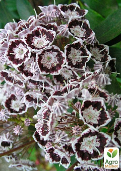 Кальмия latifolia "Black Label"8