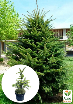 Ялиця Європейська біла 5-річна (Abies alba) С5, висота 30-40 см2