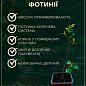 Фотинія Фразера "Little Red Robin" вазон Р9 купить