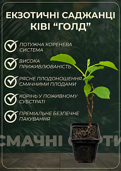 Ківі «Голд» (жовтий ківі, екзотичний солодкий плід з лимонним ароматом)5