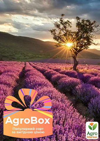 Эксклюзив! AGROBOX с саженцем прекрасного декоративного растения