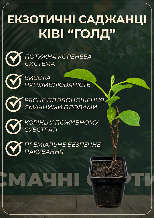 Киви "Голд" (желтый киви, экзотический сладкий плод с лимонным ароматом) - фото 3