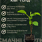 Киви "Голд" (желтый киви, экзотический сладкий плод с лимонным ароматом) цена