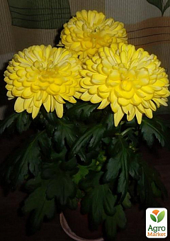 Хризантема крупноквіткова кімнатних "Жовта" (вкоріненого живця висота 5-10 см)2