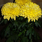 Хризантема крупноцветковая горшечная "Желтая" (укорененный черенок высота 5-10 см)