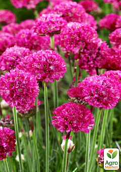 Армерія малинова "Bees Ruby" (вазон С1,5)16