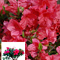 Рододендрон комнатный "Red" 