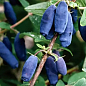 Жимолость 3х-летняя "Югана" (среднеспелая, высокоурожайная) С2