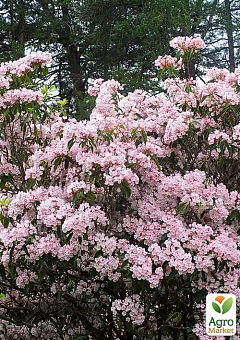 Кальмия latifolia "Zebulon"7