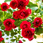 Роза плетистая "Фламентанз" (саженец класса АА+) высший сорт цена