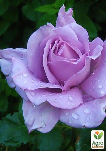 Роза плетистая "Голубая Мечта" (саженец класса АА+) высший сорт