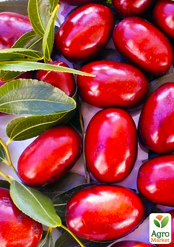 Зізіфус 2-х річний щеплений "Цукерковий" (ранній, великоплідний сорт)