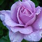 Роза плетистая "Голубая Мечта" (саженец класса АА+) высший сорт