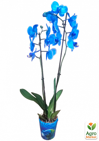 Орхидея (Phalaenopsis) "Royal Blue" - фото 3