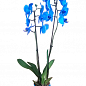 Орхидея (Phalaenopsis) "Royal Blue" цена