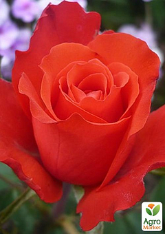 Роза чайно-гибридная "Голд перл штейн" (саженец класса АА+) высший сорт1