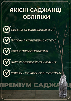 Облепиха "Елизавета" (женская) (ранний срок созревания, высокоурожайный и крупноплодный сорт) 11