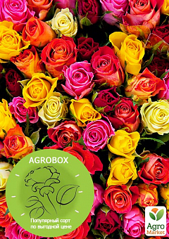 Эксклюзив! AGROBOX с саженцем чайно-гибридной розы высшего сорта1