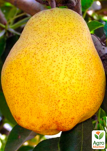 Груша "Кіффер" (осінній сорт, середній термін дозрівання)