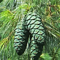 Сосна 3-х річна Кедрова "Арманда" (Pinus Armandii) C3, висота 55-75см