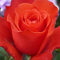 Троянда чайно-гібридна "Голд перл штейн" (саджанець класу АА +) вищий сорт