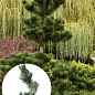 Сосна черная "Oregon Green" С7.5, высота 50-60см