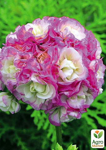 Пеларгонія Розебудна "Deco Apple Blossom" (контейнер № 10, висота 10-20 см) - фото 3