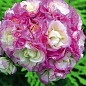 Пеларгонія Розебудна "Deco Apple Blossom" (контейнер № 10, висота 10-20 см) цена