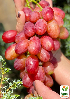Виноград "Басанти" ( очень крупный сладкий виноград с персиковыми нотками)2