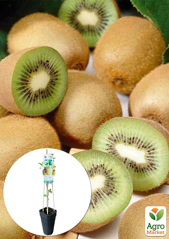 LMTD Ківі "Jenny" (самозапильний сорт, укорінений)