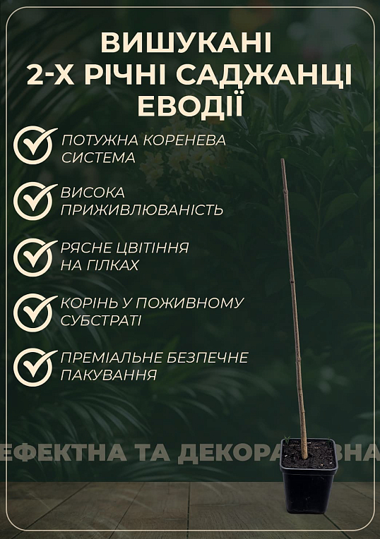 Эводия 2-х летняя "Генри" медоносная 