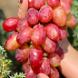 Виноград "Басанти" ( очень крупный сладкий виноград с персиковыми нотками)