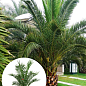 LMTD Фінік Канарський "Phoenix Canariensis" (висота 40-60см)