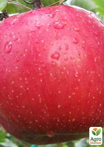 Яблуня "Перга" (осінній сорт, середній термін дозрівання)