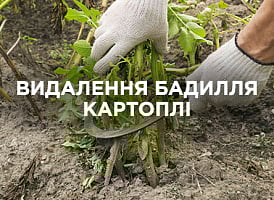 Видалення бадилля картоплі: навіщо це потрібно і коли робити | Agro-market