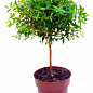 LMTD Мирт на штамбі вічнозелений 3-х річний "Myrtus communis" (30-40см) купить